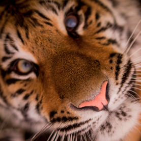 World Series Mission World Series Mission